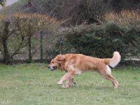 Bendix Obedience Workshop beim VdH Mauer 2016 (17)